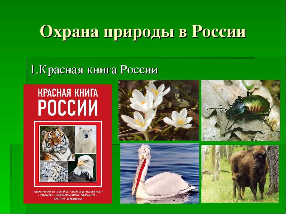 Проект "красная книга россии" для 4 класса