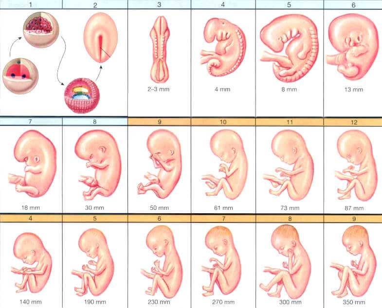 Развитие плода по неделям беременности: вес, рост, расположение, описание этапов развития плода