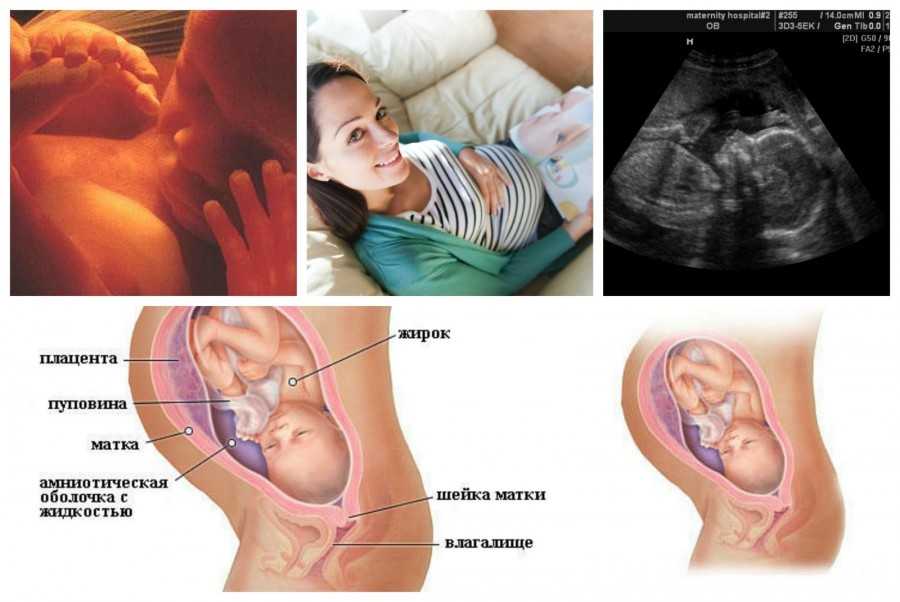 19 неделя беременности: что происходит с малышом, развитие плода