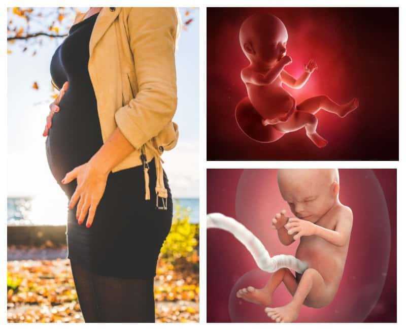 Волшебная 31 неделя беременности: что происходит с малышом, вес ребенка, размер плода, отеки, фото, узи