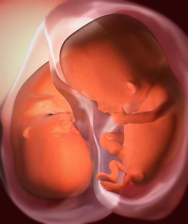 Двенадцатая неделя беременности акушерская: что происходит, фото живота, узи плода, советы специалистов | nutrilak