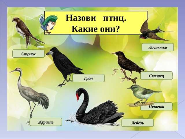 Перелетные птицы для детей подготовительной группы. Перелетные птицы (Аист, Ласточка, Дикая утка, дикий Гусь, Грач, журавль). Перелетные птицы для дошкольников. Мерелетные птицы старш. Гр. Детям о перелетных птицах в подготовительной группе.