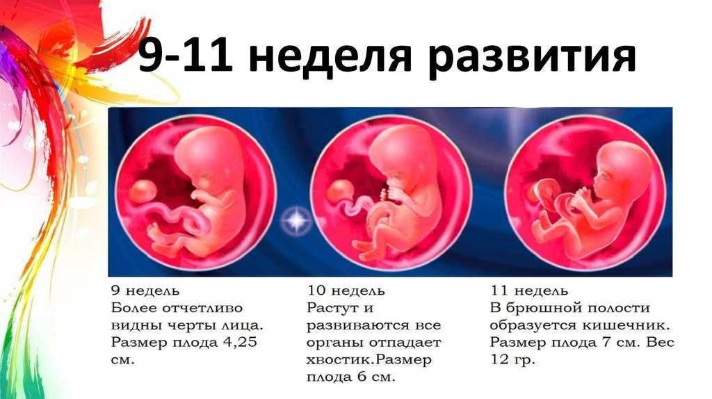 Узи плода в i триместре для определения беременности (до 11 недель)